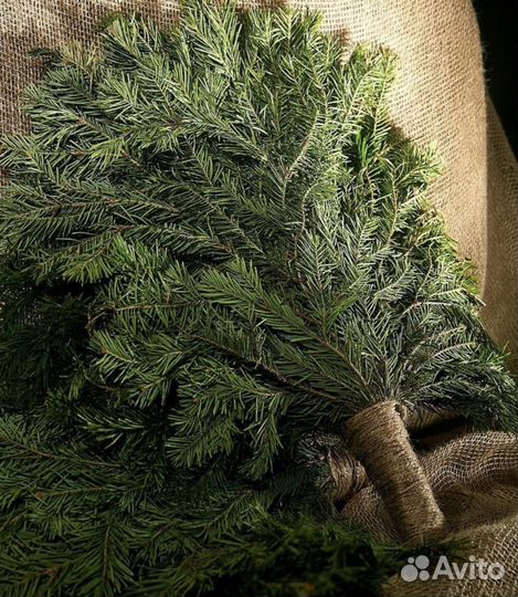 Пихтовые веники/лапники