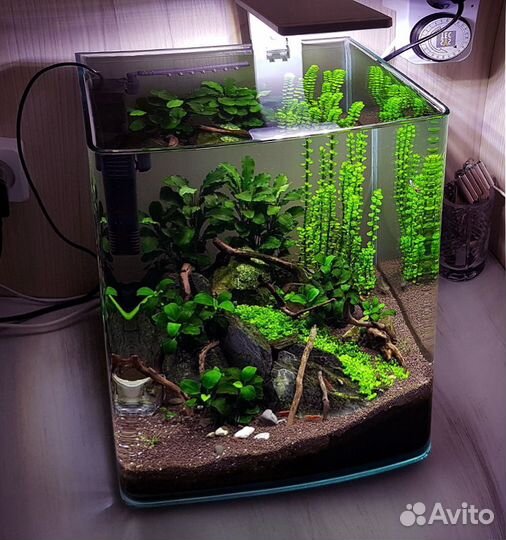 Аквариум для петушка, с живыми растениями