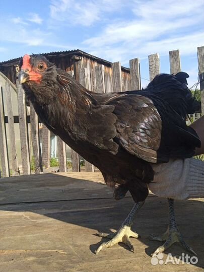 Петушки Америукана