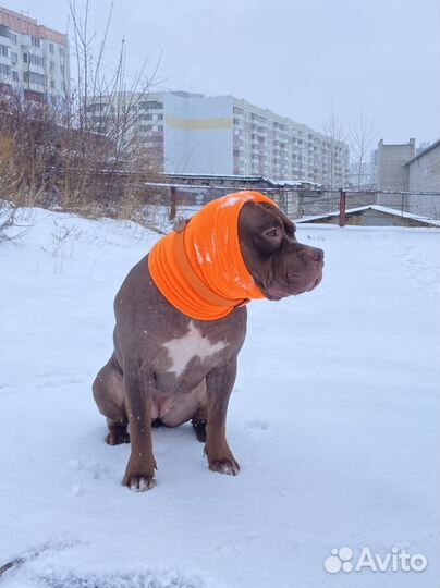 Шапка-снуд для собаки