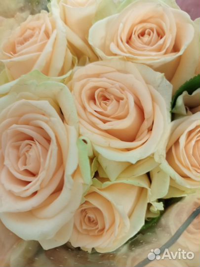 101 роза,51 роза,Кустовая роза