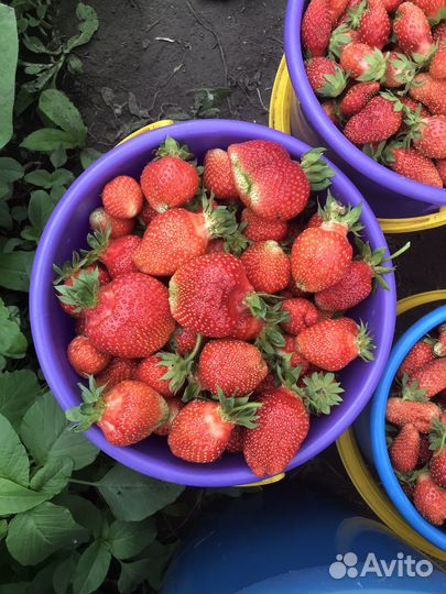 Клубника свежая ягода