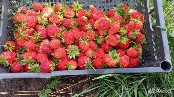 Клубника виктория ягода
