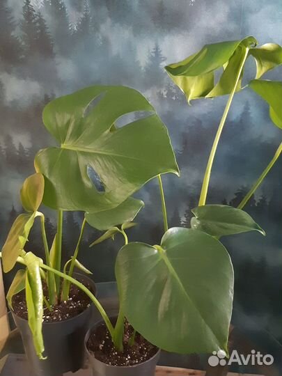 Монстера деликатесная и адансона