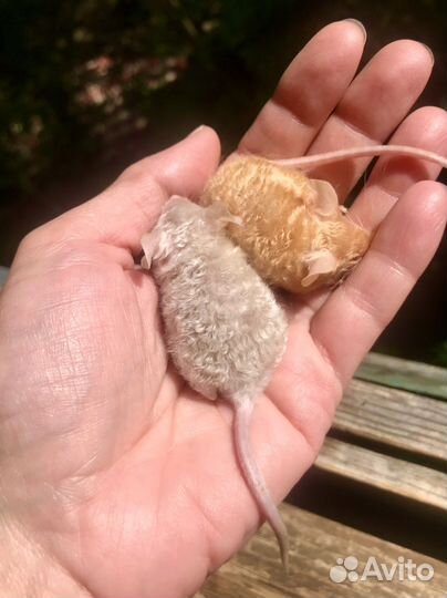 Декоративные мышки