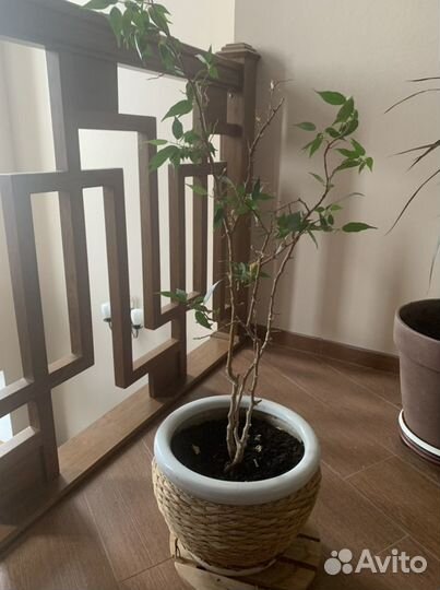 Фикус Бенджамина с горшком и подставкой на колесах