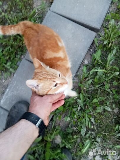 Рыжее солнышко