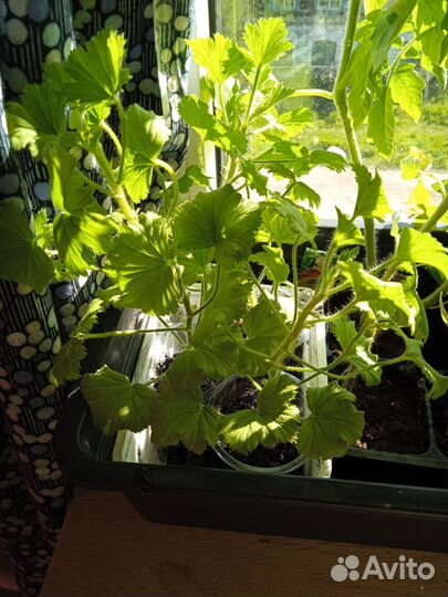 Спатифилум, герань королевская, Петуния, томаты