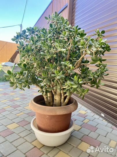 Красула толстянка большая крупная