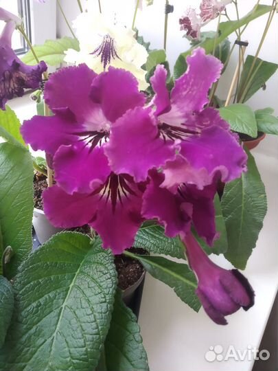 Стрептокарпусы