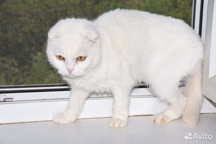 Кошечка в добрые руки