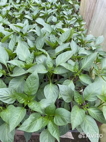 Рассада на заказ