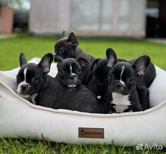 Щенки французского бульдога