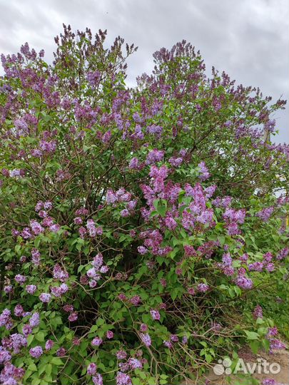 Сирень цветы