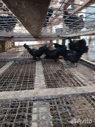 Чёрные Петухи и Куры Аям, Ухейлюй, Чернокожие