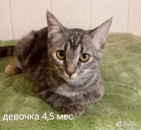 Котенк девочка 4,5 мес