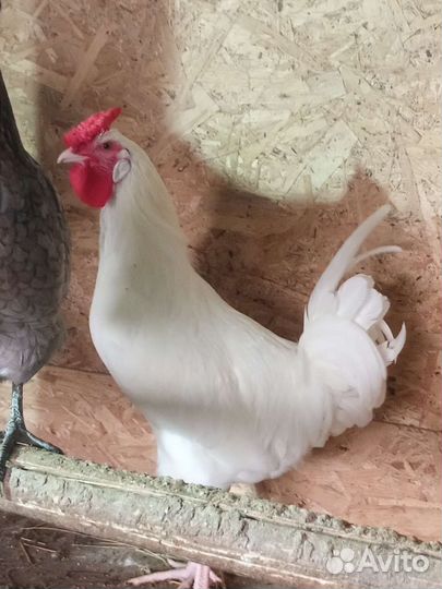 Куры петухи