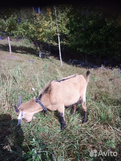 Козлики полугодовалые