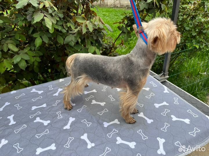 Йоркширский терьер девочка