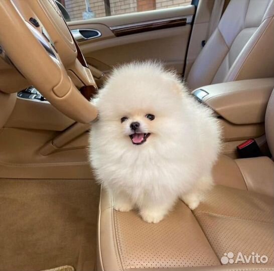 Померанский шпиц микро