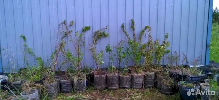 Саженцы крыжовника Нежный