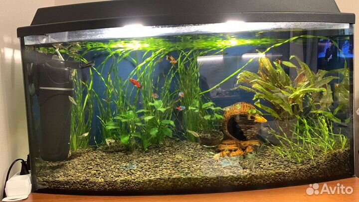 Установка, запуск и Чистка Аквариумов