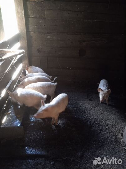 Поросенок ландрас с белой русской помесь