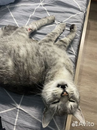 Кот Василий