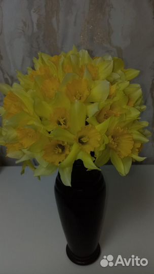 Луковицы Нарциссов