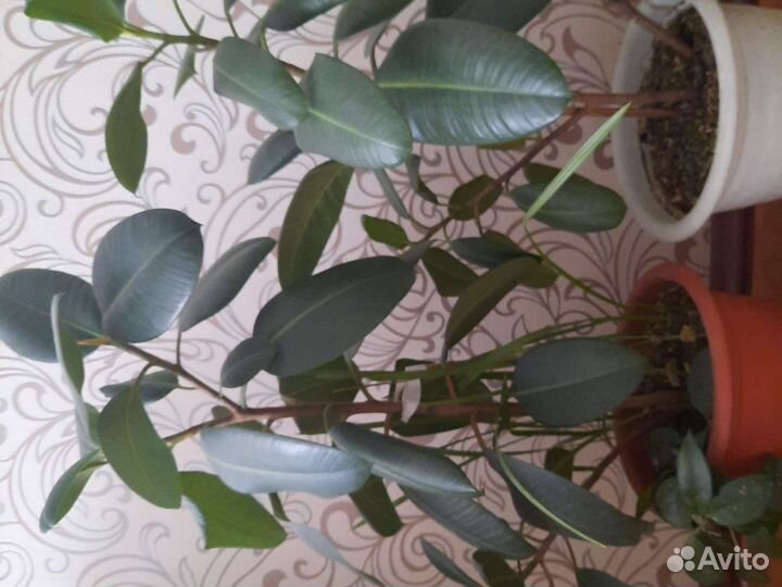 Растения комнатные для офиса