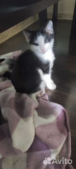 Котята в дар