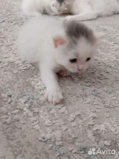 Котята в добрые руки даром бесплатно