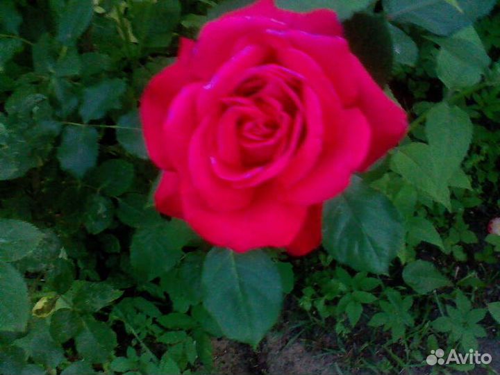 Роза чайно-гибридная (сорт 'Fulgurante')