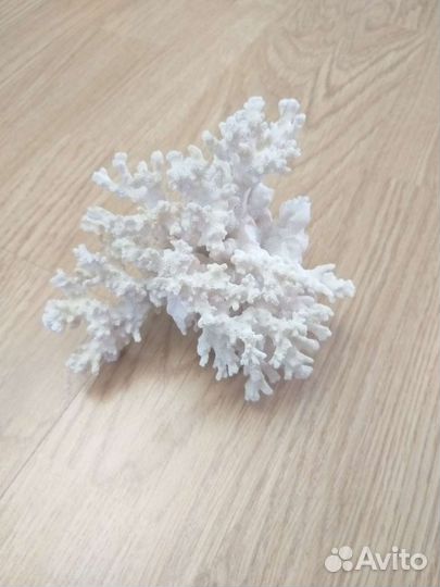 Кораллы и ракушки