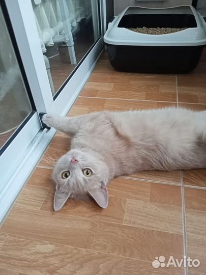 Котик Персик