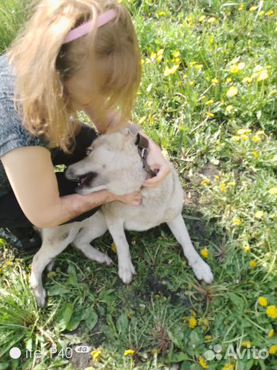 Собака в добрые руки отдам бесплатно