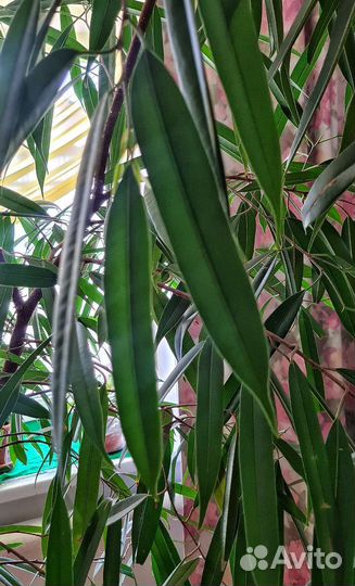 Фикус длиннолистный (Али)