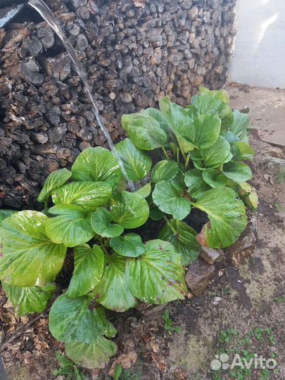 Цветы бадан