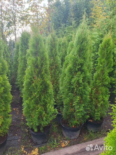 Туя Смарагд