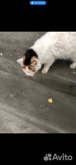 Кошка в дар