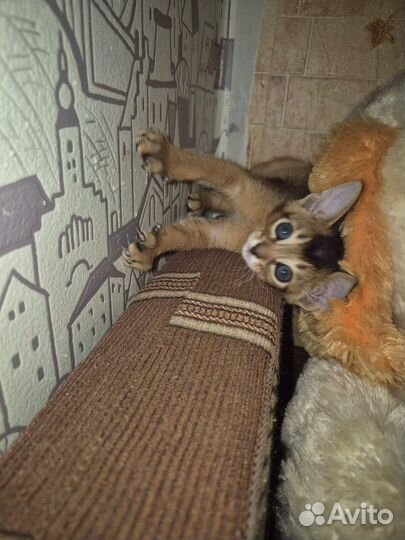 Абиссинские котята