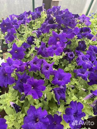 Рассада петунии, бакопы, многолетники