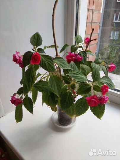 Бальзамин ванька мокрый