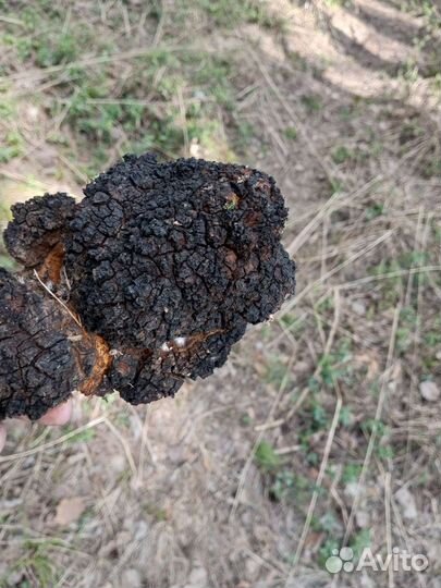 Березовый гриб чага