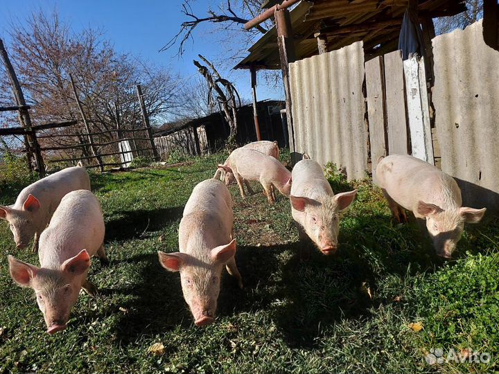 Поросята