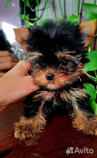 Мини крошки