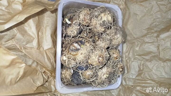 Клубни канны садовой