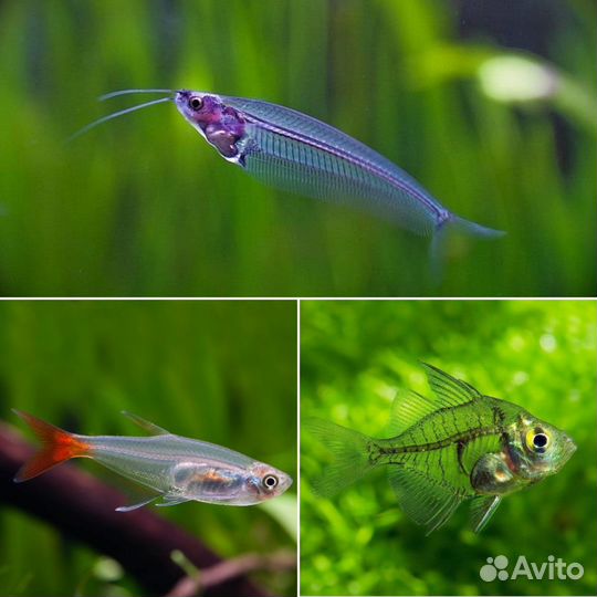 Аквариумные рыбки, креветки, улитки, рептилии