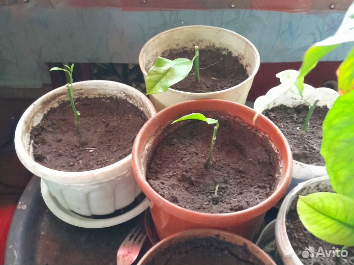 Саженцы плодоносящего лимона