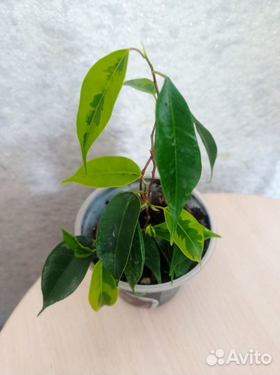 Фикус бенджамина Регидан